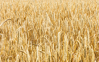 Giełda Papierów Wartościowych otwiera się na rolnictwo. Na pierwszy ogień idzie handel pszenicą